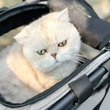 Bike pet carrier with padded interior and ventilation for small pets